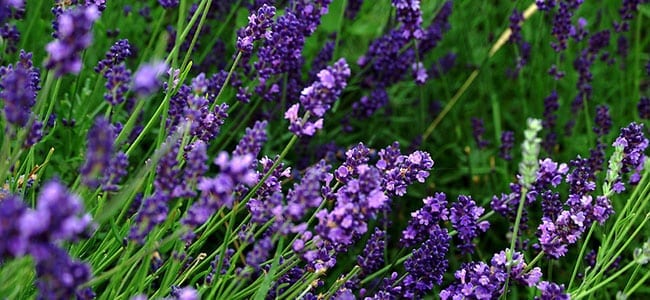 Linalool lavender