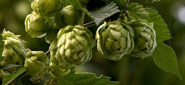 Myrcene hops