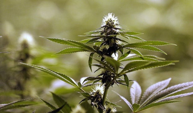 Ohio Marijuana Legalization