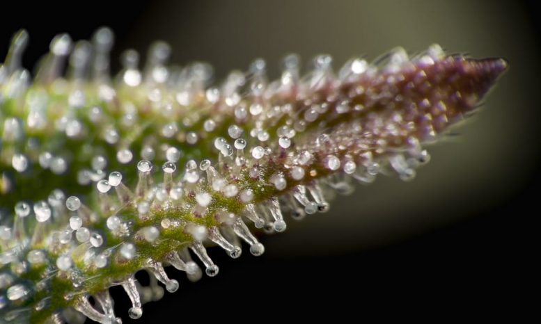 Trichome