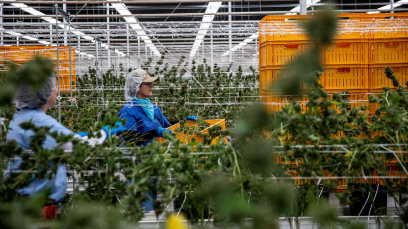 © Adriana Zehbrauskas for The New York Times Workers harvesting marijuana in Arizona. 