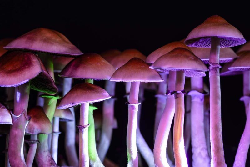 What You Need to Know About Psychedelic Mushrooms