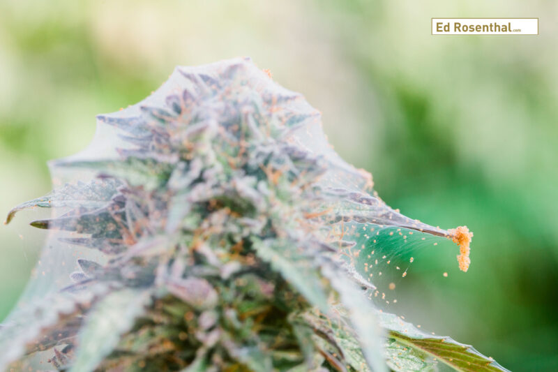 How to eliminate the red spider mites in marijuana plants?